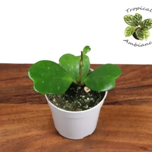 Hoya Kerii Non-Variegated Plant 4 Inch Potted Sweetheart Hoya