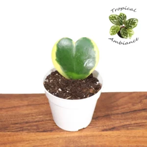 Hoya Kerii Variegated Single Leaf Plant 4 inch - Unique Indoor Plant