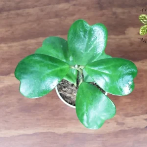 Hoya Kerrii Long Stem Tropical Ambiance Plant - 4 inch Potted