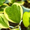Hoya Kerrii Variegated Plant Two Leaves 4" Potted Indoor Plant
