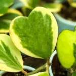 Hoya Kerrii Variegated Plant Two Leaves 4" Potted Indoor Plant