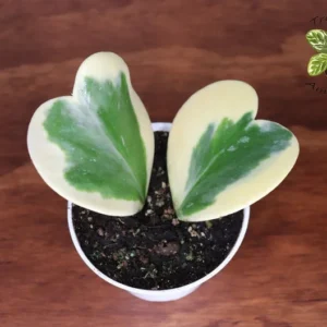 Hoya Kerrii Variegated Plant Two Leaves 4