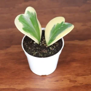 Hoya Kerrii Variegated Plant Two Leaves 4