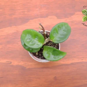 Hoya Krinkle Wax Plant - 2.5 Inch Potted Plant - Easy Care Indoor Plant