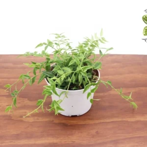 Hoya Lanceolata Bella Plant - 6 Inch Potted Wax Plant