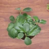 Hoya Obovata Plant - 8 Inch Potted Indoor Plant