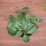 Hoya Obovata Plant - 8 Inch Potted Indoor Plant