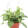 Hoya Pubicalyx Splash Wax Plant - 6 Inch Potted Indoor Plant