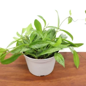 Hoya Pubicalyx Splash Wax Plant - 6 Inch Potted Indoor Plant