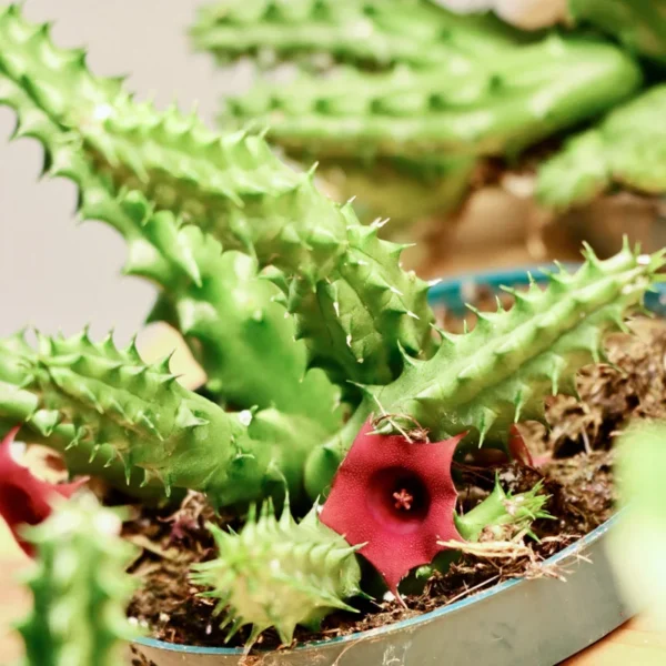 Huernia Zebrina Life Saver Plant 2.5'' Potted Succulent