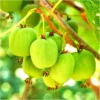 Issai Kiwi Plant TC Plug 3-6in Edible Fruit Vine Actinidia arguta