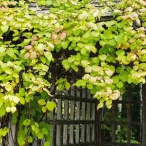 Issai Kiwi Plant TC Plug 3-6in Edible Fruit Vine Actinidia arguta