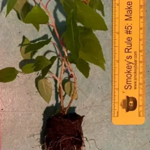 Issai Kiwi Plant TC Plug 3-6in Edible Fruit Vine Actinidia arguta