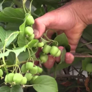Issai Kiwi Plant TC Plug 3-6in Edible Fruit Vine Actinidia arguta