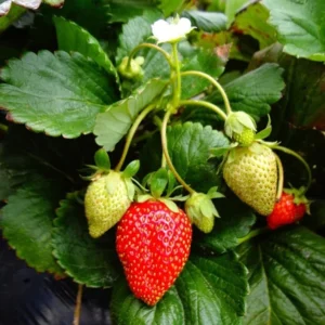 Strawberry Plants Seascape - 10 Everbearing Bare Root Plants
