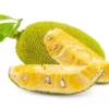 Jackfruit Seedling Live Tropical Fruit Plant 8-12 Inch - Well Rooted