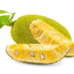 Jackfruit Seedling Live Tropical Fruit Plant 8-12 Inch - Well Rooted