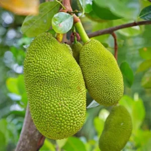 Jackfruit Seedling Live Tropical Fruit Plant 8-12 Inch - Well Rooted