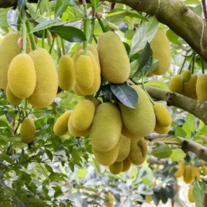 Jackfruit Seedling Live Tropical Fruit Plant 8-12 Inch - Well Rooted