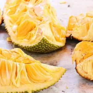 Jackfruit Seedling Live Tropical Fruit Plant 8-12 Inch - Well Rooted