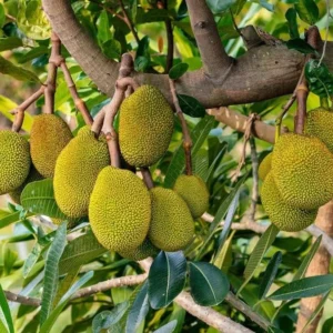 Jackfruit Seedling Live Tropical Fruit Plant 8-12 Inch - Well Rooted