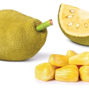Jackfruit Seedling Live Tropical Fruit Plant 8-12 Inch - Well Rooted
