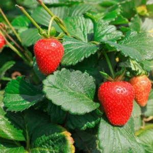 Everbearing Strawberry Plants - 25 Bare Root Day Neutral Seascape Strawberry Plants - Free Shipping