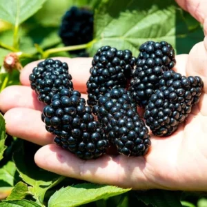 Navaho Thornless Blackberry Plants - 2 Live Bushes for Planting - Garden Ready