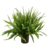 Kimberly Queen Sword Fern Plant Plug - 3-6 Inches - Nephrolepis obliterata