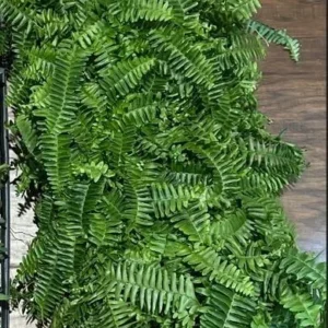 Kimberly Queen Sword Fern Plant Plug - 3-6 Inches - Nephrolepis obliterata