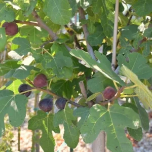 Chicago Hardy Fig Tree Plant Live Ficus Carica Fruit Tree Easy to Grow