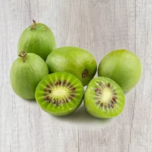 Issai Kiwi Plant TC Plug 3-6in Edible Fruit Vine Actinidia arguta