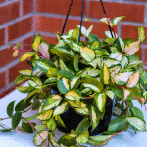 Hoya Crimson Princess Plant - 6 Inch Potted Indoor Plant