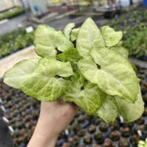 Syngonium White Butterfly Plant 4 inch Potted Indoor Air Purifier