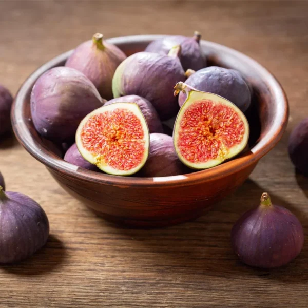 LSU Gold Fig Tree - Ficus carica - Live Plant Plug - Edible Fruit