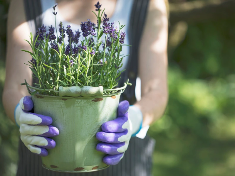 Lavender