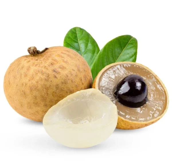 Longan Plant Live for Planting - 5-8 Inch Sweet Longan Fruit Tree in Pot