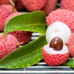 Lychee Tree Seedling - 4-6 Inch Live Plant - Edible Fruit