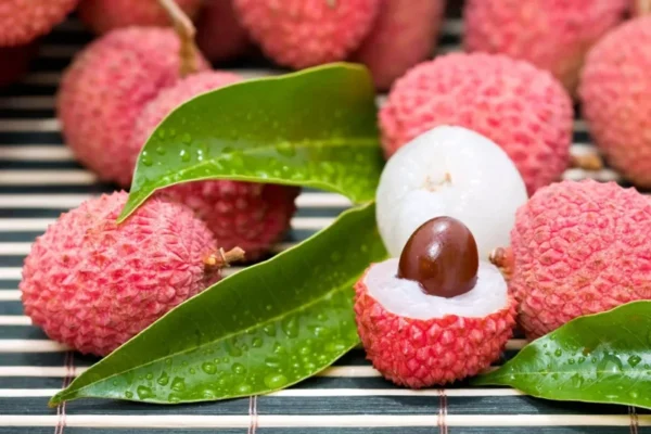 Lychee Tree Seedling - 4-6 Inch Live Plant - Edible Fruit