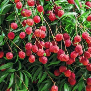 Lychee Tree Seedling - 4-6 Inch Live Plant - Edible Fruit
