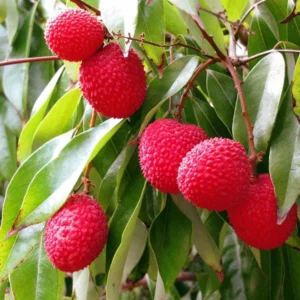 Lychee Tree Seedling - 4-6 Inch Live Plant - Edible Fruit