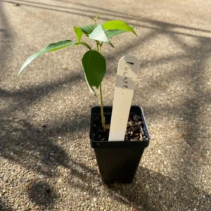 Lychee Tree Seedling - 4-6 Inch Live Plant - Edible Fruit