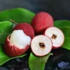 Lychee Tree Sweetheart Live Plant 5-9 Inch Tall Fruit Tree in Pot