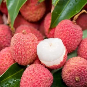 Lychee Tree Sweetheart Live Plant 5-9 Inch Tall Fruit Tree in Pot