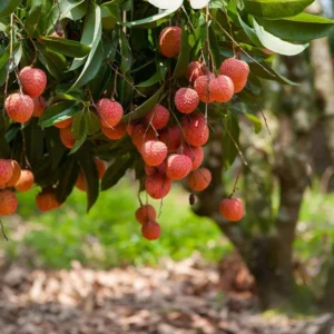 Lychee Tree Sweetheart Live Plant 5-9 Inch Tall Fruit Tree in Pot