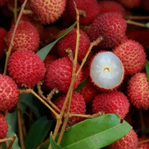 Lychee Tree Sweetheart Live Plant 5-9 Inch Tall Fruit Tree in Pot