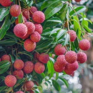 Lychee Tree Sweetheart Live Plant 5-9 Inch Tall Fruit Tree in Pot