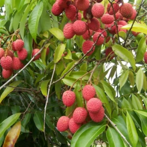 Lychee Tree Sweetheart Live Plant 5-9 Inch Tall Fruit Tree in Pot