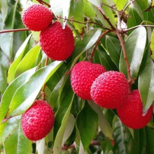 Lychee Tree Sweetheart Live Plant 5-9 Inch Tall Fruit Tree in Pot