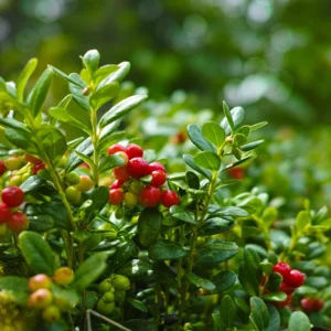 Steven's Cranberry Plant - 2-4 Inch Live Plug - Edible Fruit Vine